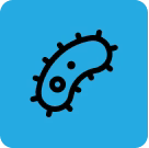 Bacteria